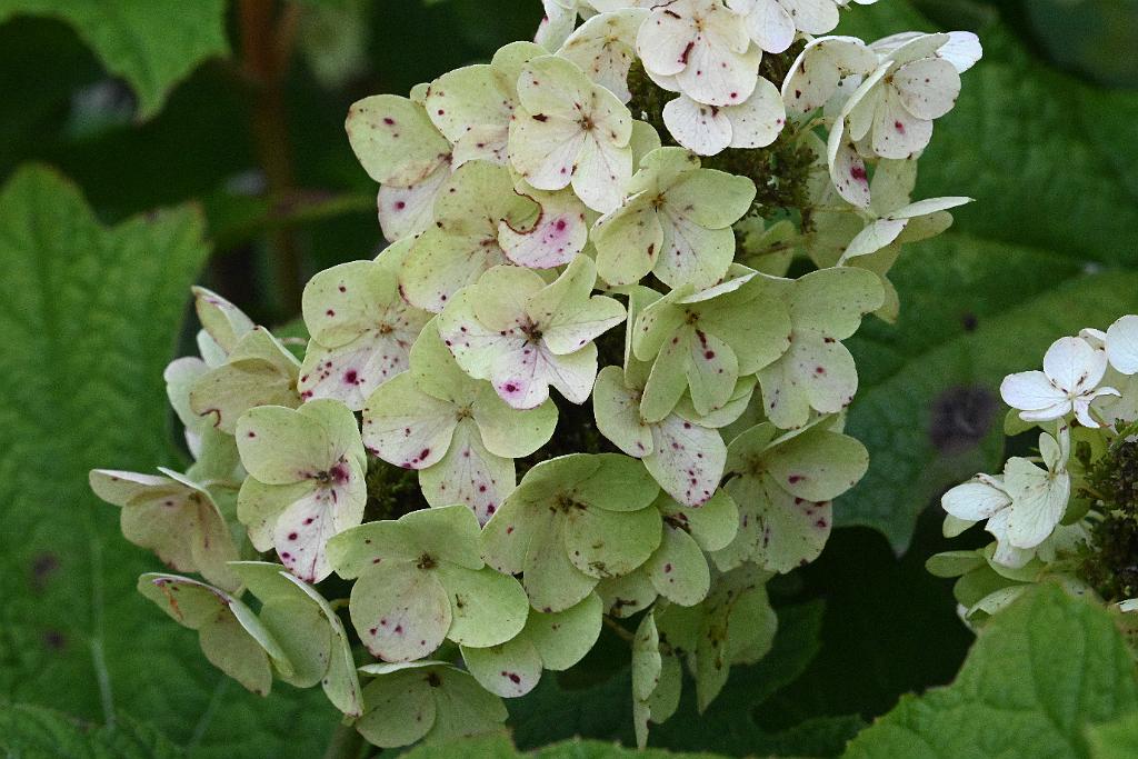 2025-07179609 Tower Hill Botanic Garden, MA.JPG - Hydrangea. New England Botanic Garden at Tower Hill, MA, 7-17-2025